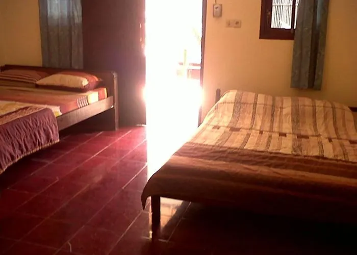 Citrus Tree - Arik * ウブド