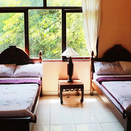 Citrus Tree - Arik Ubud